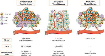 Frontiers | What is the status of immunotherapy in thyroid neoplasms?